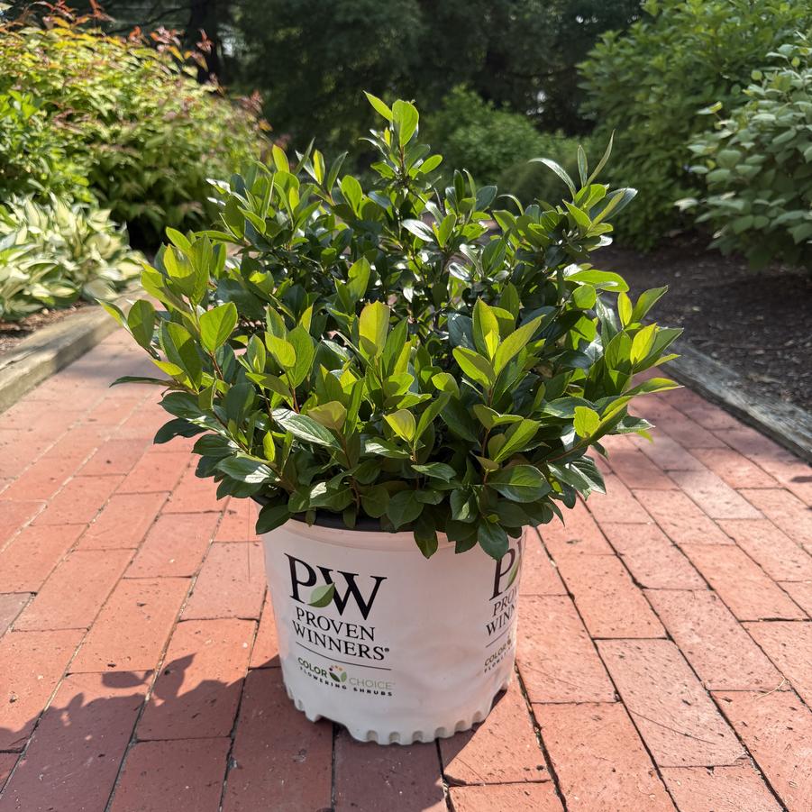 Aronia melanocarpa Low Scape Mound® PP28789