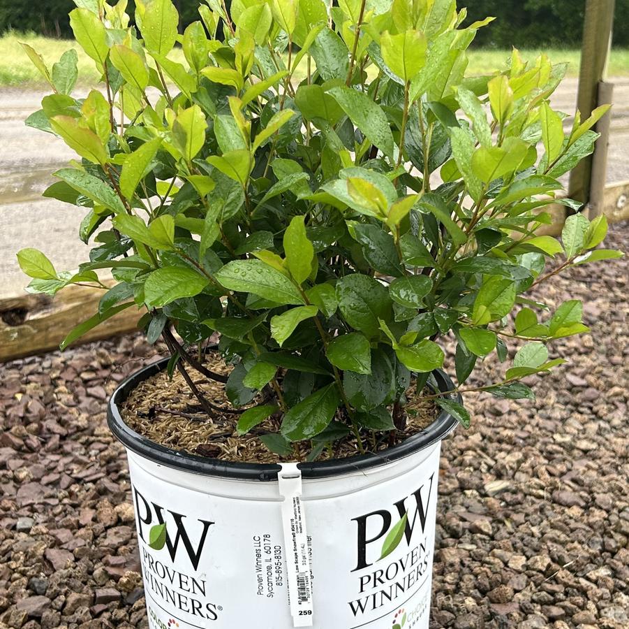Aronia melanocarpa Low Scape Snowfire® PP34116
