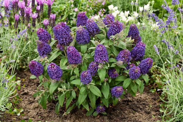 Buddleia Little Rockstars Purple