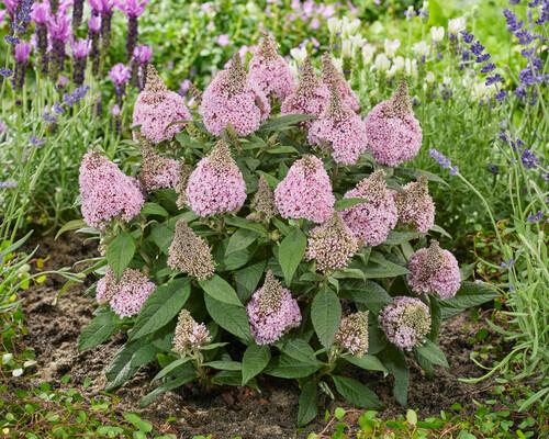 Buddleia Little Rockstars Pink