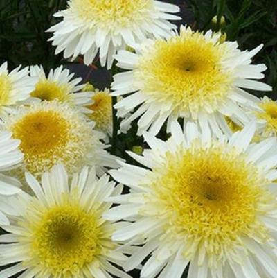 Leucanthemum x superbum Realflor® Real Glory