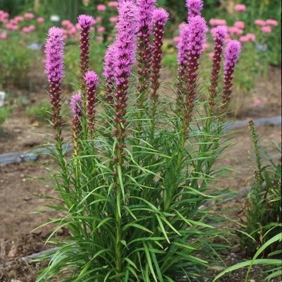Liatris spicata Kobold Original