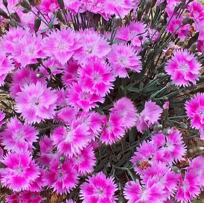 Dianthus Everbloom™ Watermelon Ice PP33901