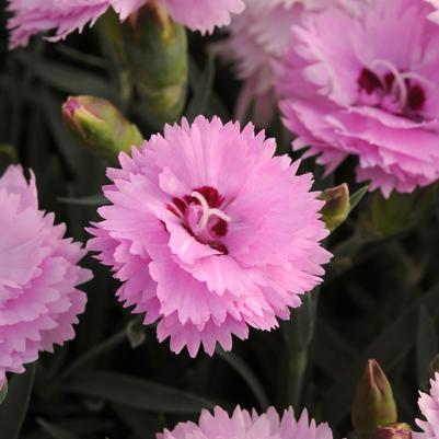 Dianthus Everlast™ Lavender+Eye