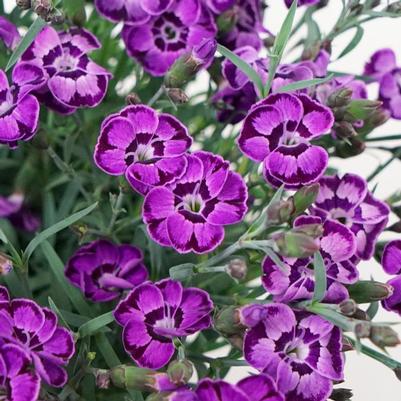 Dianthus Everlast™ Violet Blue PP33998