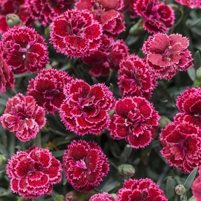 Dianthus Fruit Punch® Black Cherry Frost
