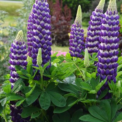 Lupinus Westcountry™ Blacksmith PP29909