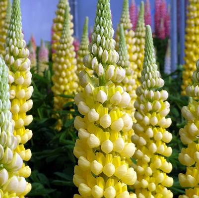 Lupinus Westcountry™ Desert Sun PP23073