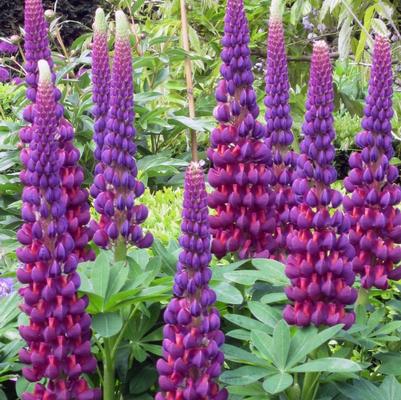 Lupinus Westcountry™ Masterpiece PP19739