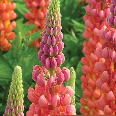 Lupinus Westcountry™ Terracotta PP23044