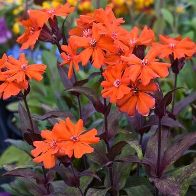 Lychnis arkwrightii Orange Gnome