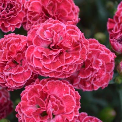 Dianthus Fruit Punch® Raspberry Ruffles