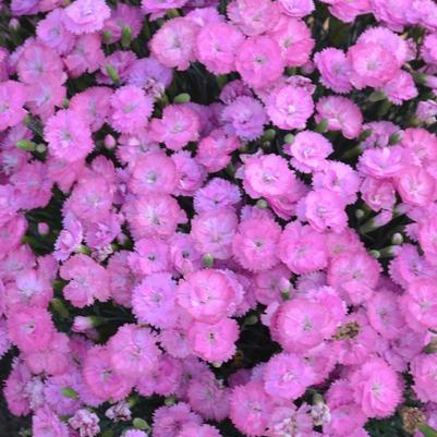 Dianthus Fruit Punch® Sweetie Pie