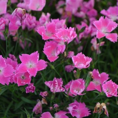 Dianthus Kahori® Pink