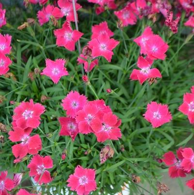 Dianthus Kahori® Scarlet