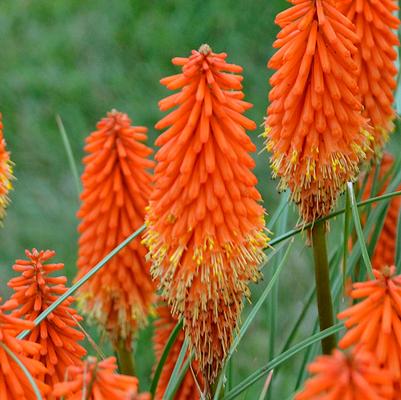 Kniphofia Jokers Wild PP32263