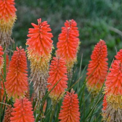 Kniphofia Pyromania® Backdraft