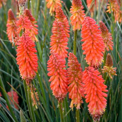 Kniphofia Winners Club™ Poker Face PP30346