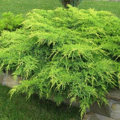 Juniperus chinensis Pfitzerana Aurea