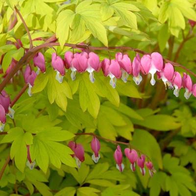 Dicentra spectabilis Gold Heart