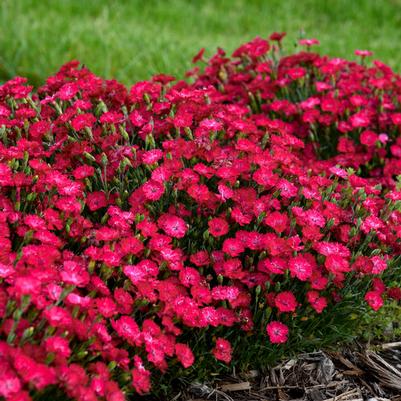 Dianthus Paint the Town Red