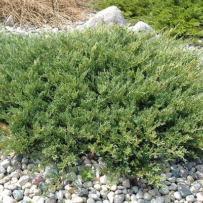 Juniperus horizontalis Plum. Comp. Youngstown