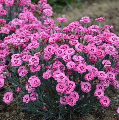 Dianthus Pretty Poppers® Cute as a Button