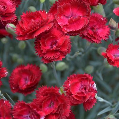 Dianthus Pretty Poppers® Electric Red