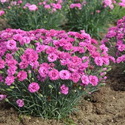 Dianthus Pretty Poppers® Goody Gumdrops