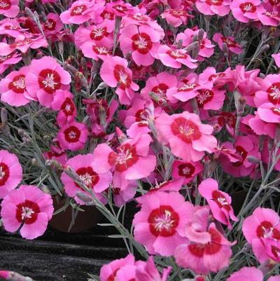 Dianthus Star™ Peppermint Star