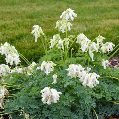 Dicentra White Diamonds