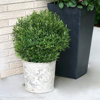 Ilex glabra Gem Box® PP27554