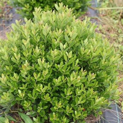 Ilex glabra Strong Box® PP30147