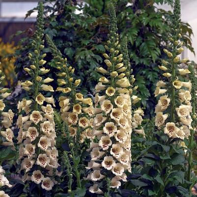 Digitalis purpurea Camelot Cream