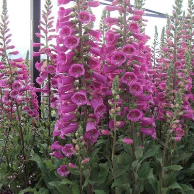 Digitalis purpurea Camelot Rose