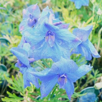 Delphinium grandiflorum Blue Butterfly