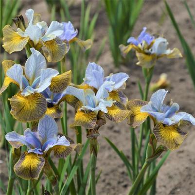 Iris sibirica Peacock Butterfly™ Uncorked