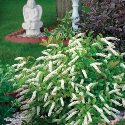 Itea virginica ('Sprich') Little Henry®