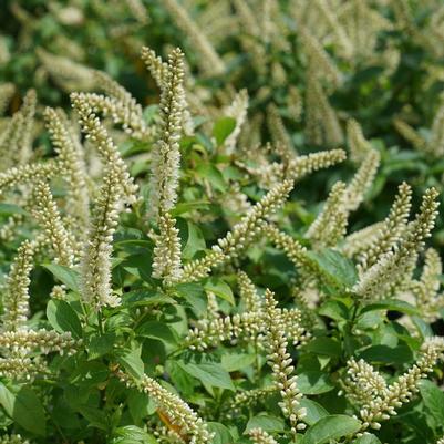 Itea virginica Fizzy Mizzy® PP33549