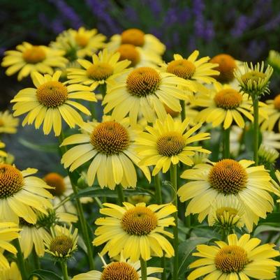 Echinacea Butterfly™ Cleopatra PP24631