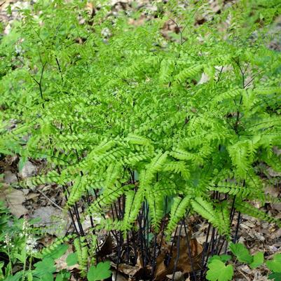 Adiantum pedatum 