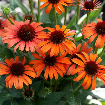 Echinacea Butterfly™ Orange Skipper