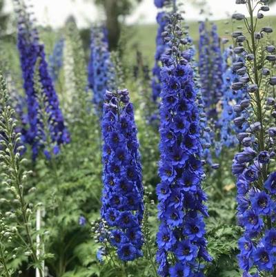 Delphinium Blue Buccaneers