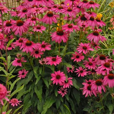Echinacea Butterfly™ Purple Emperor PP24459