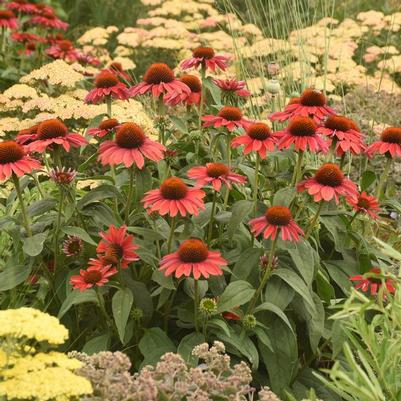 Echinacea Color Coded® Frankly Scarlet