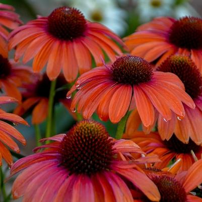 Echinacea Color Coded® Orange You Awesome