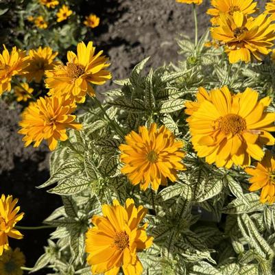 Heliopsis helianthoides Bit of Honey