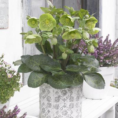 Helleborus Frostkiss® Illumi Lime™ PP30807