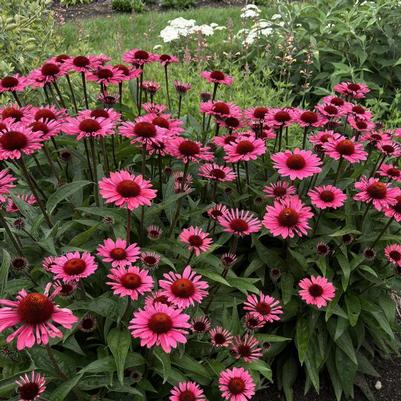 Echinacea Eye-Catcher® Coral Craze PP31889