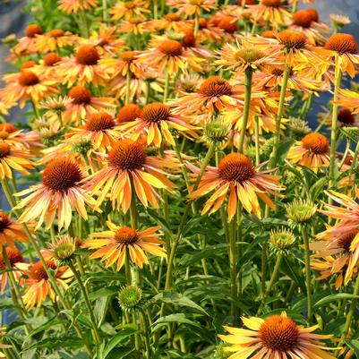 Echinacea Big Kahuna